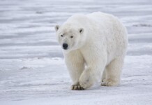 Elle n’est pas là pour étudier les ours polaires : ce que la Chine cherche vraiment dans l’Arctique