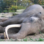 Le célèbre chasseur de gibier piétiné à mort par cinq éléphantes