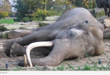 Le célèbre chasseur de gibier piétiné à mort par cinq éléphantes