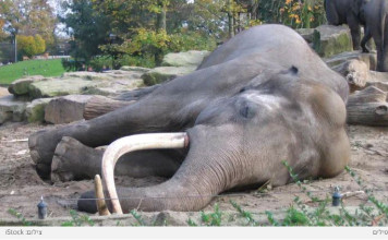 Le célèbre chasseur de gibier piétiné à mort par cinq éléphantes