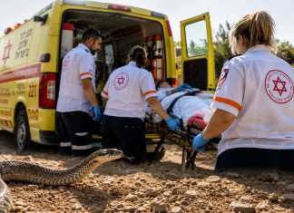 Une femme de 48 ans dans un état grave après avoir été mordue par un serpent à Rishon LeTsion