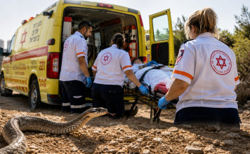 Une femme de 48 ans dans un état grave après avoir été mordue par un serpent à Rishon LeTsion